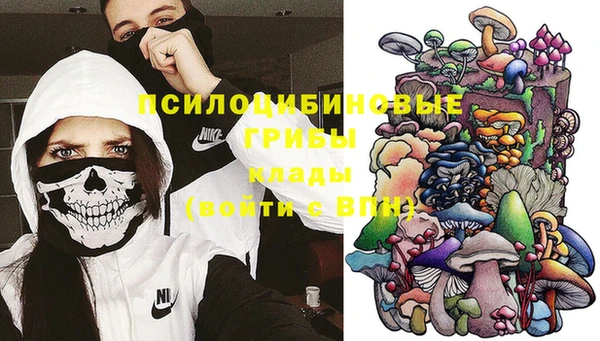 хмурый Аркадак